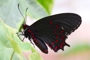 Parides photinus