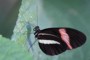 Heliconius melpomene