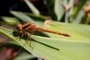 Orthetrum chrysostigma