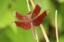 Neurothemis fulvia