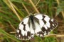 Melanargia lachesis