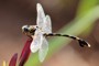 Ictinogomphus ferox