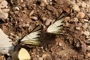 Graphium agetes