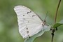 Morpho polyphemus