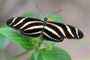 Heliconius charitonius