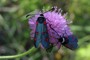 Zygaena lavandulae