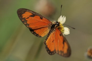 Acraea eponia