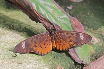 Acraea zetes