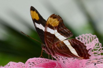 Adelpha fessonia