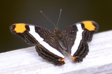 Adelpha fessonia