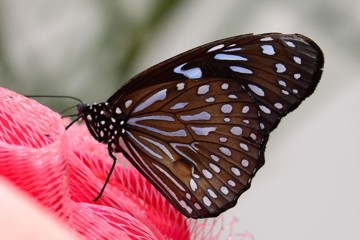 Afrikanischer Blauer Tiger