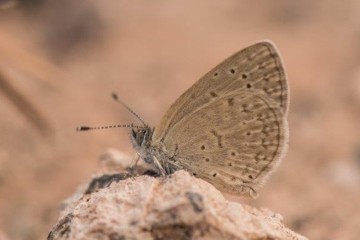 Afrikanischer Wiesenbläuling