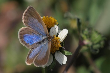 Afrikanischer Wiesenbläuling