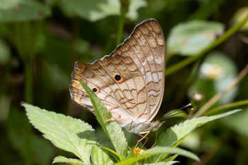 Anartia jatrophae