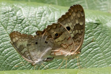 Anartia jatrophae