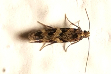 Apatema fasciata