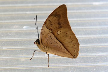 Archaeoprepona amphimachus