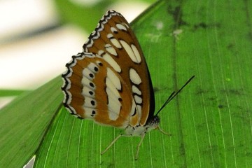 Asiatischer Eisvogel