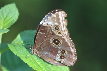 Blauer Morphofalter