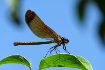 Bronzene Prachtlibelle