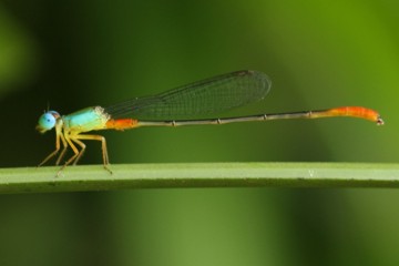 Zweifarbige Schlanklibelle