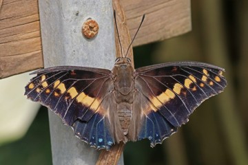 Charaxes castor