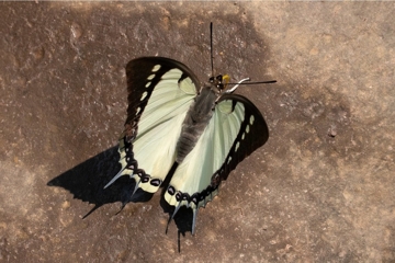 Charaxes dolon