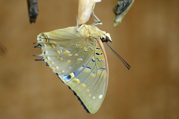 Charaxes imperialis