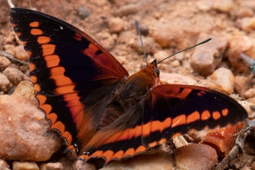 Charaxes lucretius