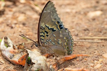 Charaxes tiridates