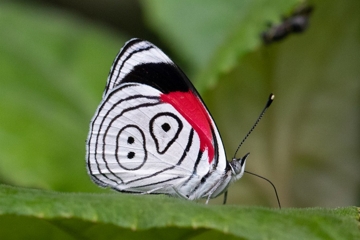 Diaethria neglecta