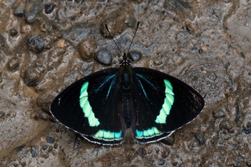 Diaethria neglecta