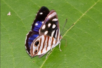 Dynamina gisella