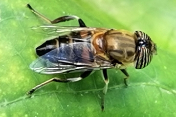 Eristalinus taeniops