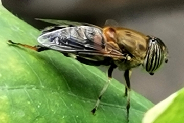 Eristalinus taeniops