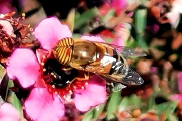 Eristalinus taeniops