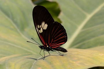 Eueides heliconiodes