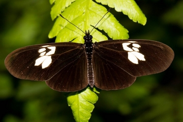 Eueides heliconiodes