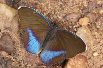 Euphaedra harpalyce