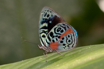 Eunica sophonisba