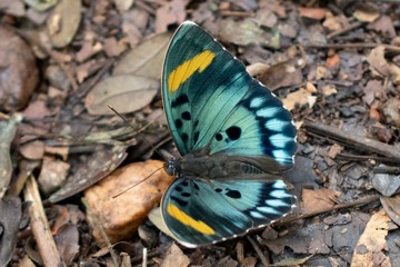 Euphaedra francina