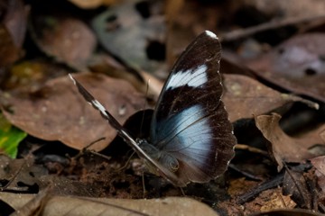 Euphaedra diffusa