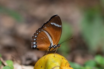 Euphaedra eleus