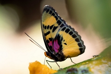 Euphaedra janetta