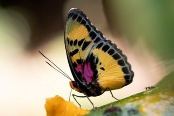 Euphaedra janetta