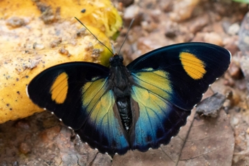 Euphaedra janetta