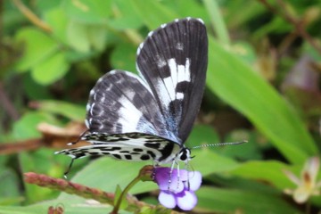 Gemeiner Pierrot