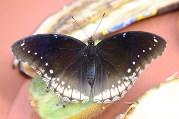 Gewöhnliche Eierfliege