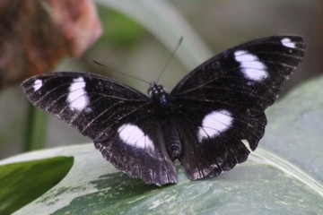 Gewöhnliche Eierfliege