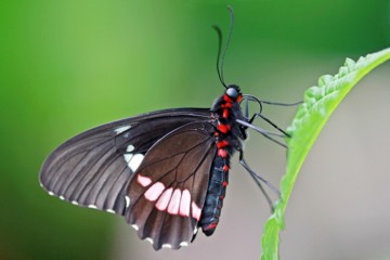 Gewöhnlicher Parides